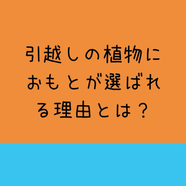 引越しの植物におもとが好まれる理由とは あの歴史上の人物が関係していた Dacquoise